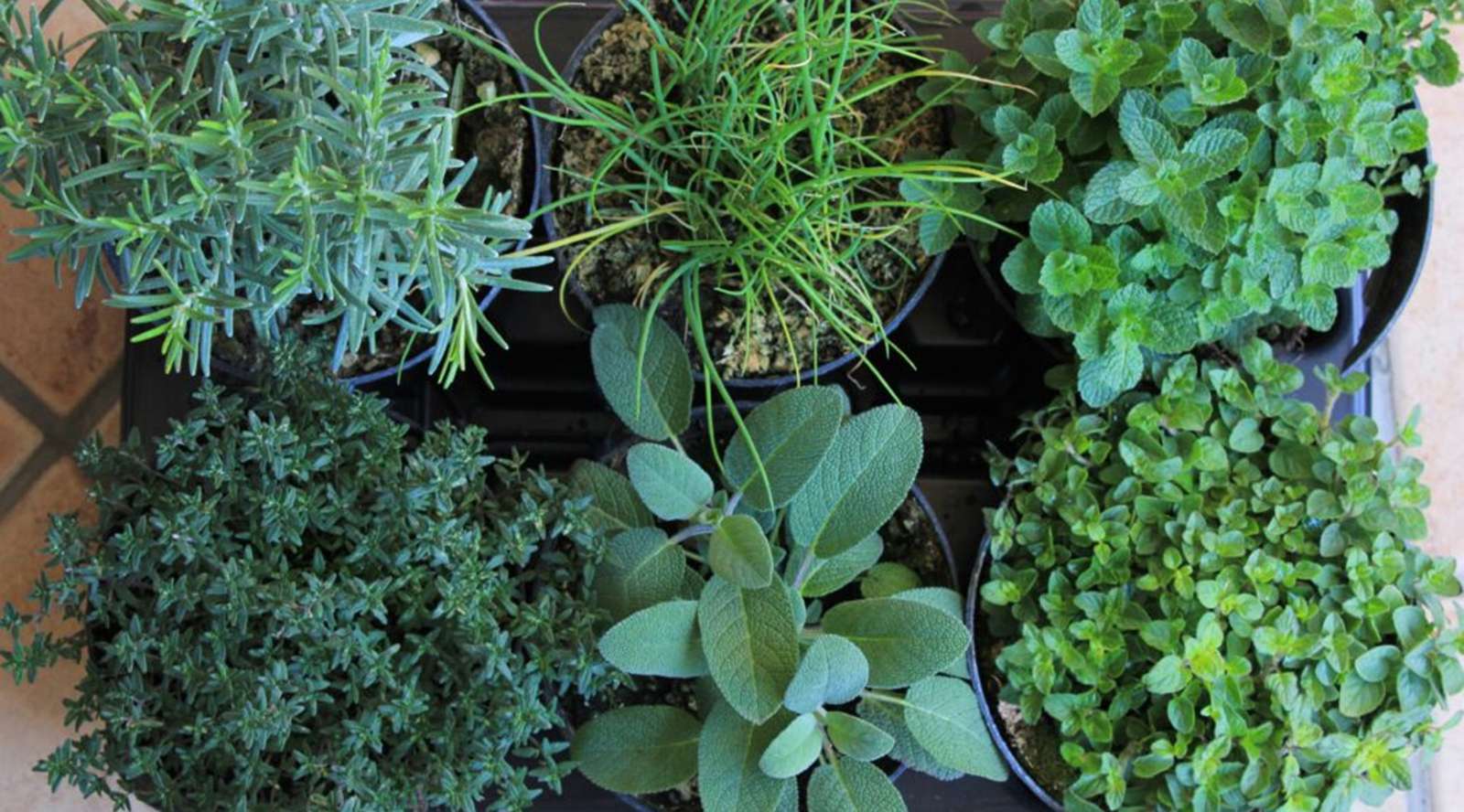 Erbe Aromatiche